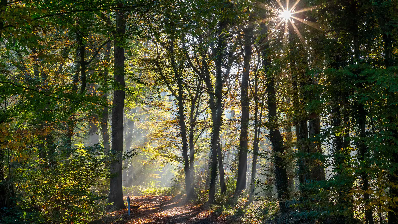 Un sentier de sous-bois traversé par la lumière du matin